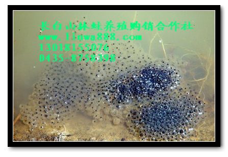 林蛙卵价格林蛙卵团价格林蛙卵团信息
