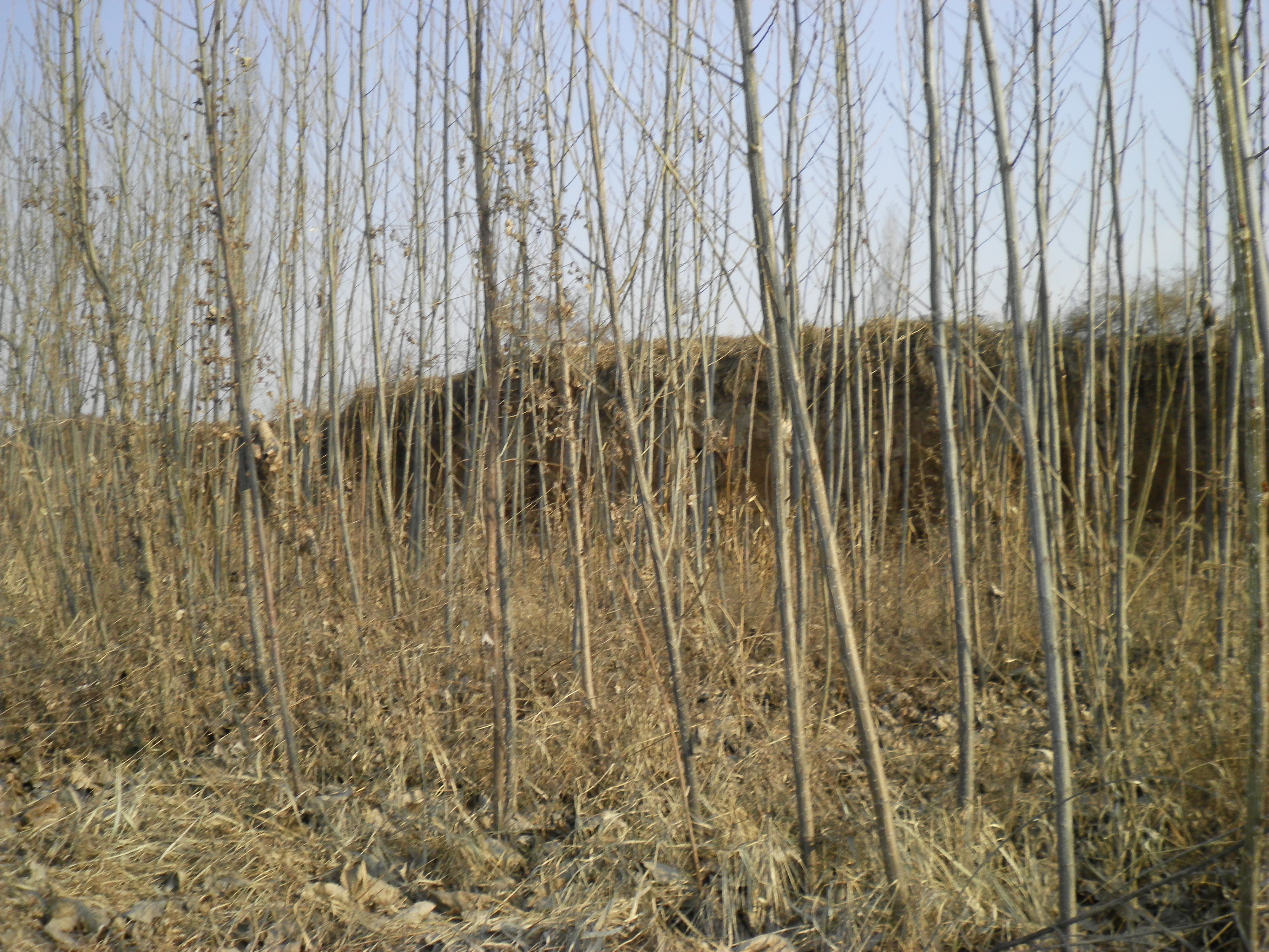 速生杨107108速生杨23年速生杨