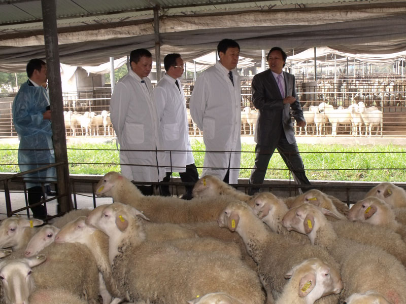 小尾寒羊行情价格_小尾寒羊行情_山东济宁市小尾寒羊行情生产供应商